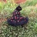 Dreamy Cat Dog Strawberry dress in black. Glitter dress. Picnic dress. Iconic dress product logo