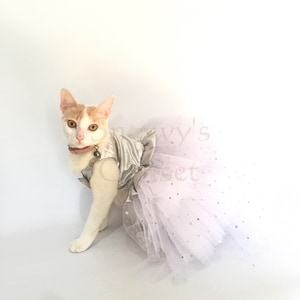 May include: A white and orange cat wearing a silver and white tutu with silver glitter stars. The cat is wearing a silver vest with a bell.