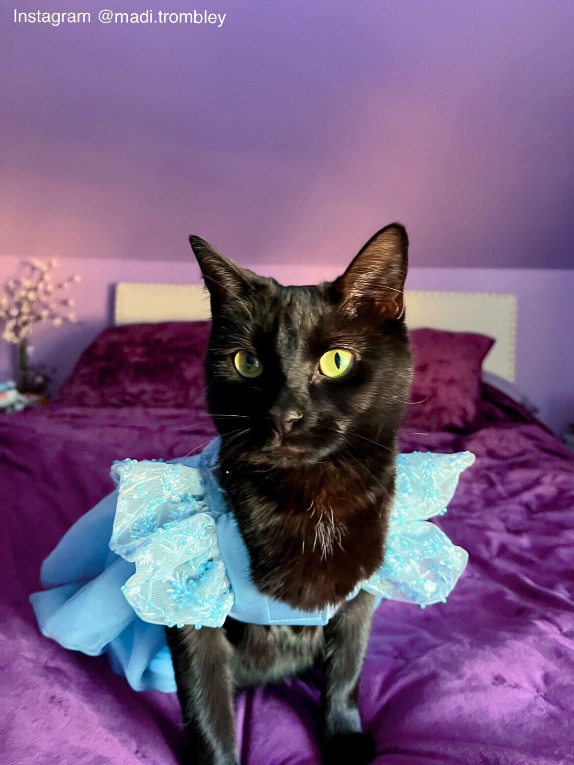 Dog Cat Bridesmaid Snow Princess Light Blue Dress Tutu Wedding