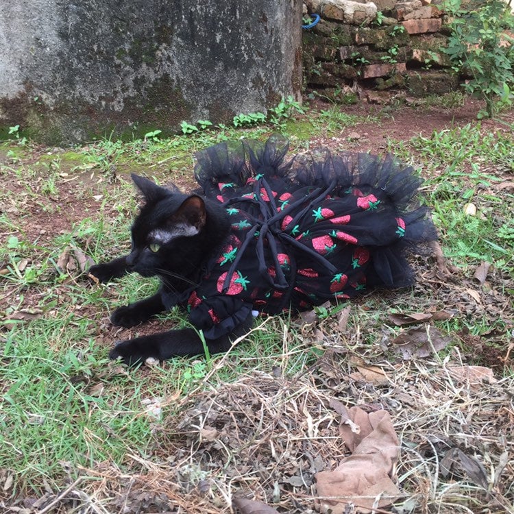 Dreamy Cat Dog Strawberry Dress in Black. Glitter Dress. Picnic