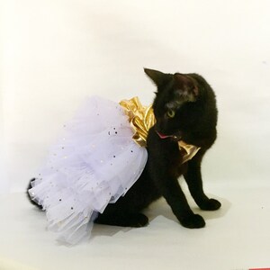 May include: A black cat wearing a white tulle tutu with gold glitter and a gold fabric bodice.