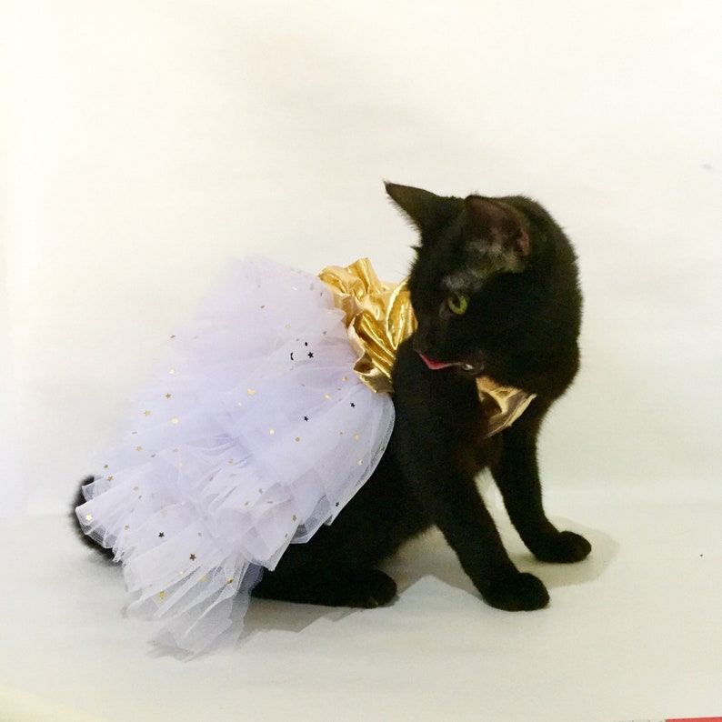 May include: A black cat wearing a white tulle tutu with gold glitter and a gold fabric bodice.