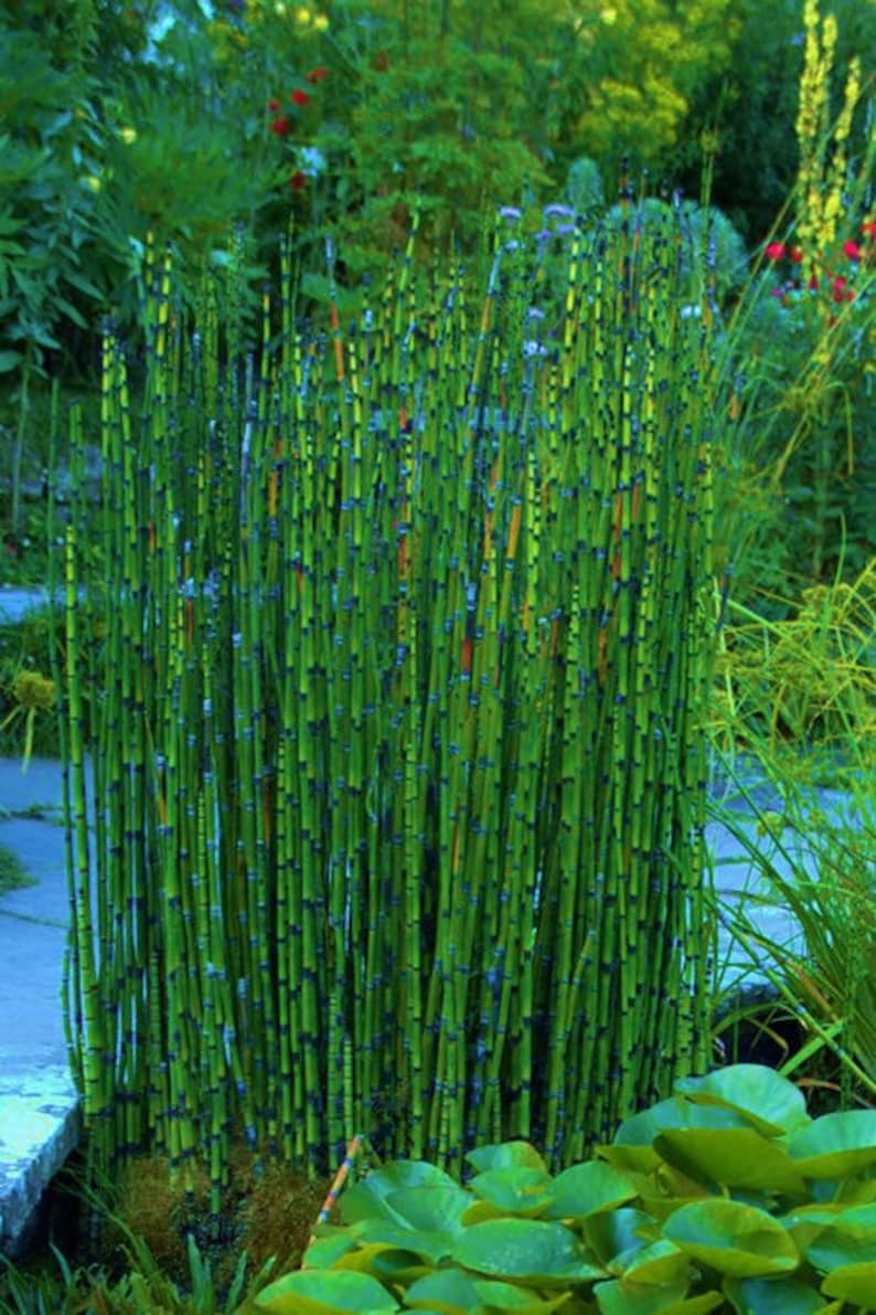 15 X Horsetail Reed Bamboo 13 to 15 inches tall Etsy