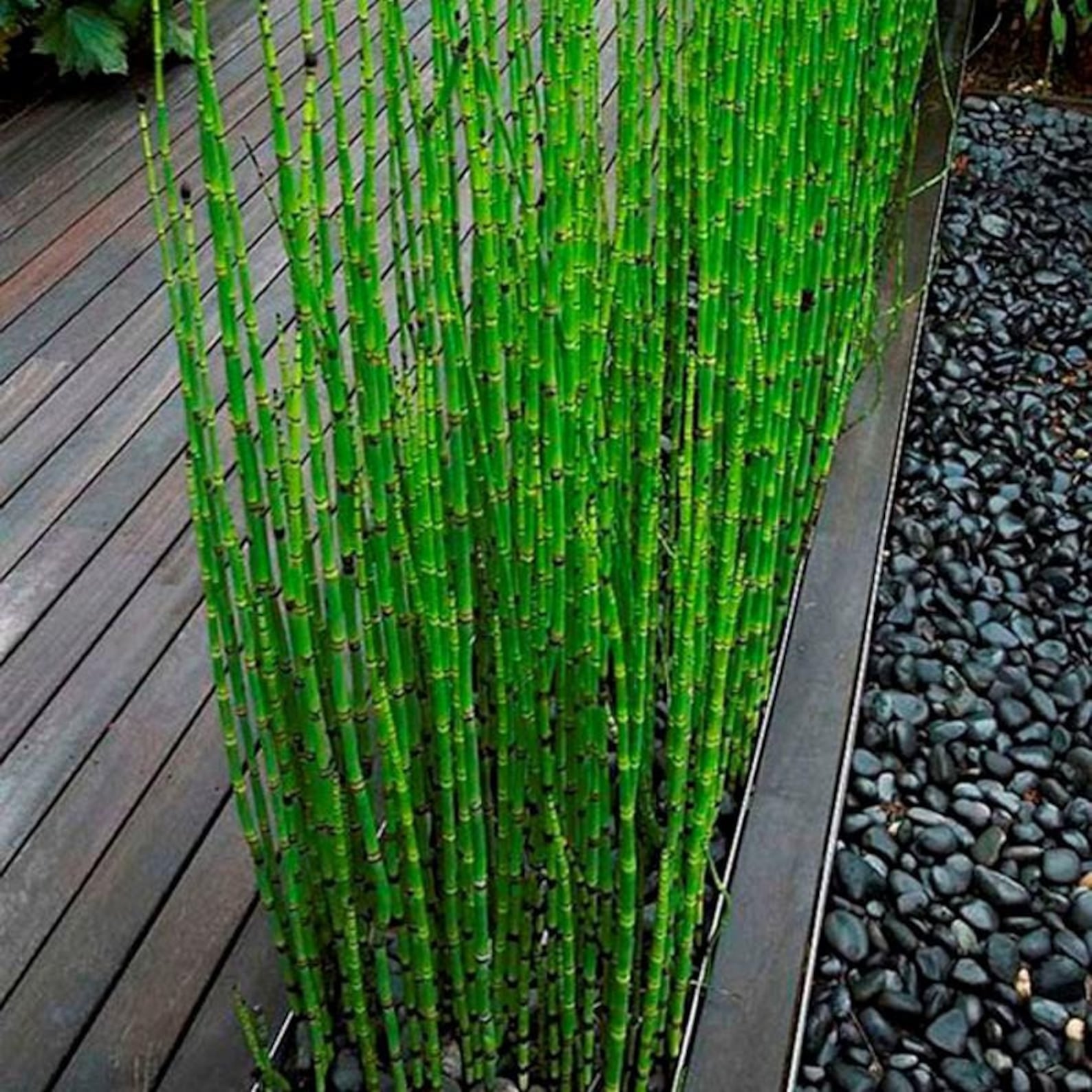 15 X Horsetail Reed Bamboo 13 to 15 inches tall Etsy