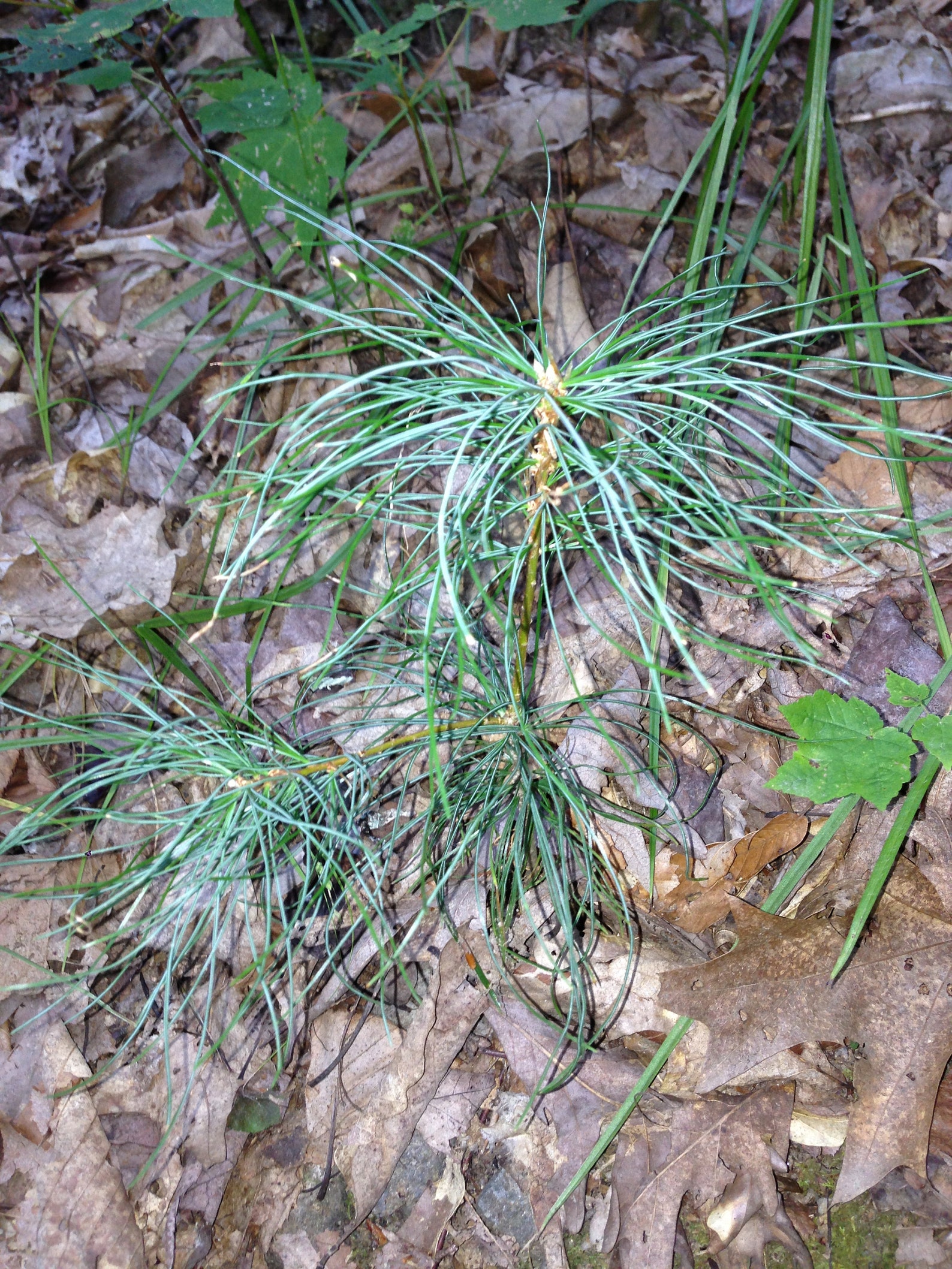 White pine rust blister фото 64