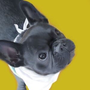 Custom pet portraits digital painting, personalized hand drawn pet illustrations for any occasion