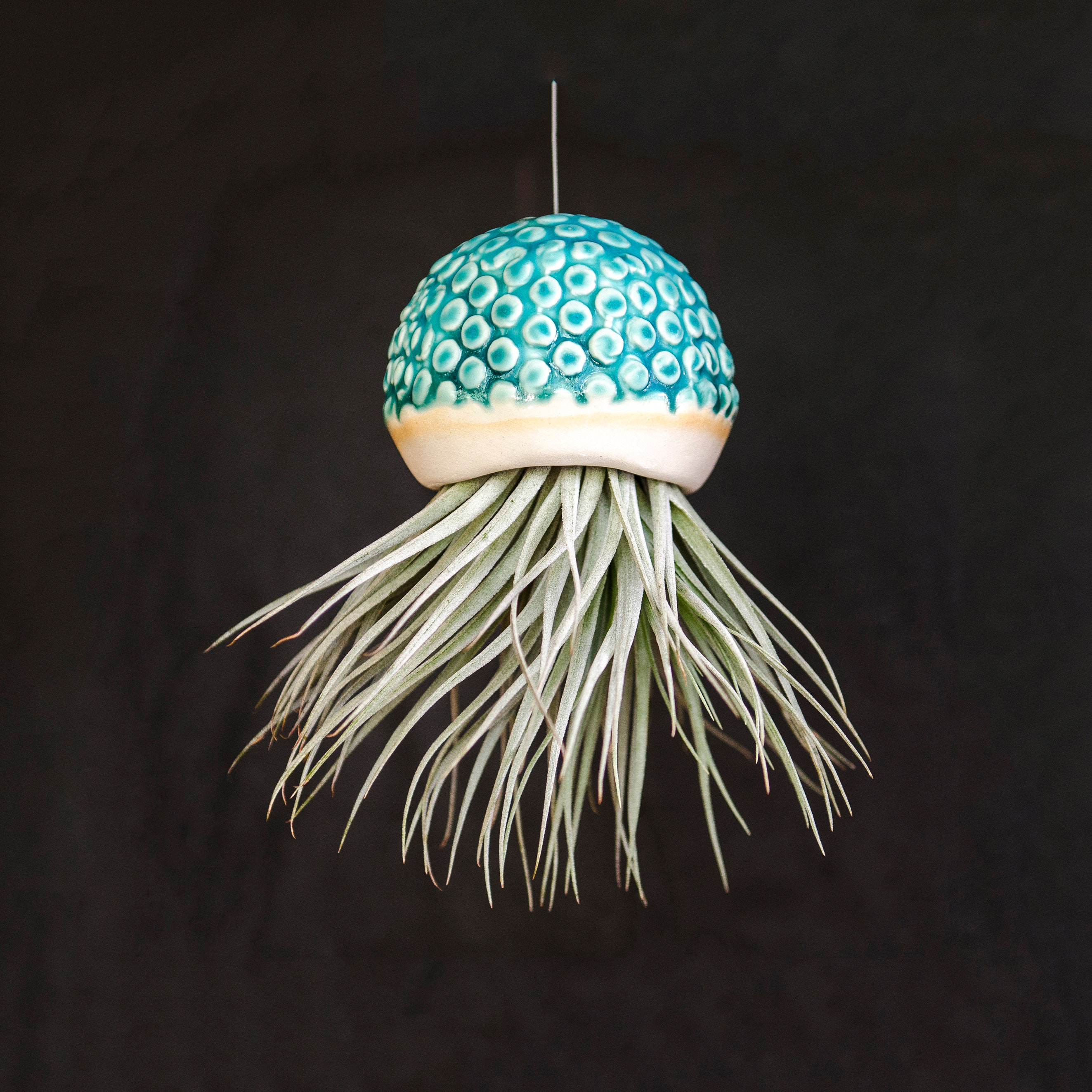 Jellyfish Air Plant Holder Ceramic Pottery Housewarming Etsy