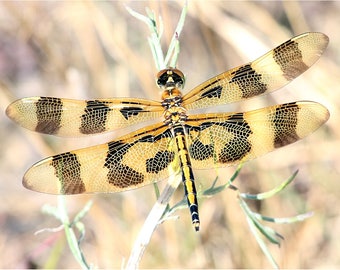 Insect Photo, Insect Print, Dragonfly Print, Dragonfly photo, Dragonfly print, Insect, Nature photography, Fine art, Digital download
