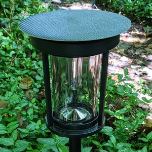 Closeup daytime photo of Mesa Lantern on a woodland trail