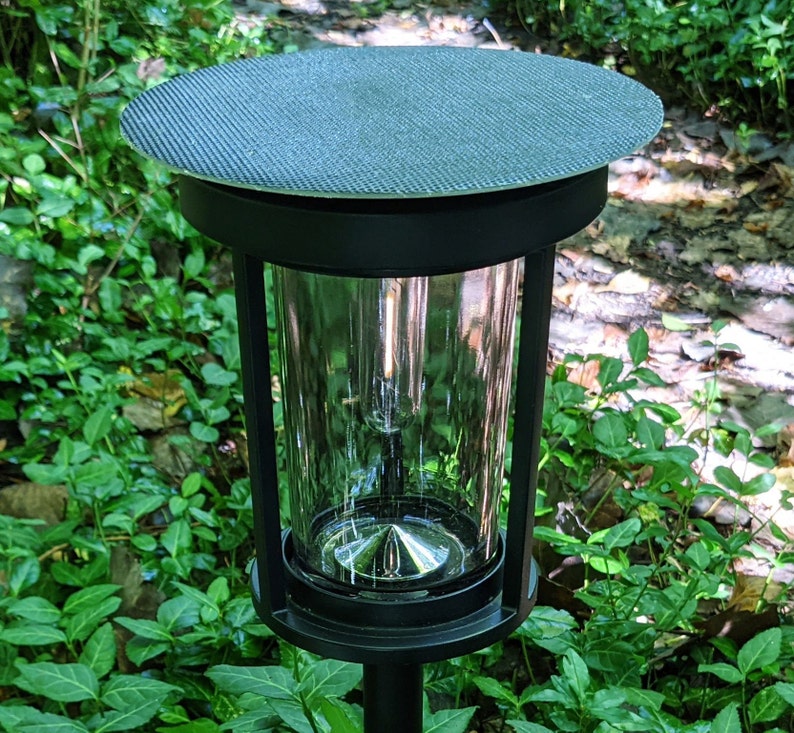 Closeup daytime photo of Mesa Lantern on a woodland trail