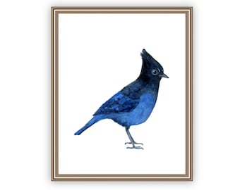 Impression aquarelle geai bleu, impression oiseau 4 x 6, 5 x 7, 8 x 10, 11 x 14, illustration de peinture geai de Steller, art mural oiseau bleu marine monochrome