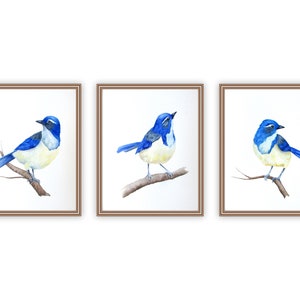 Blue Bird Watercolor Print Set of 3, Scrub Jay Watercolor Painting,  Bird Collector Gallery Wall Decor, Blue Wall Decor