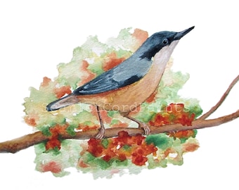 May include: A watercolor painting of a nuthatch bird perched on a brown branch. The bird has a slate blue back, a white throat, and a light brown belly. Behind the bird is a soft, abstract wash of green and orange foliage. The text ScarletCordPaints is visible.