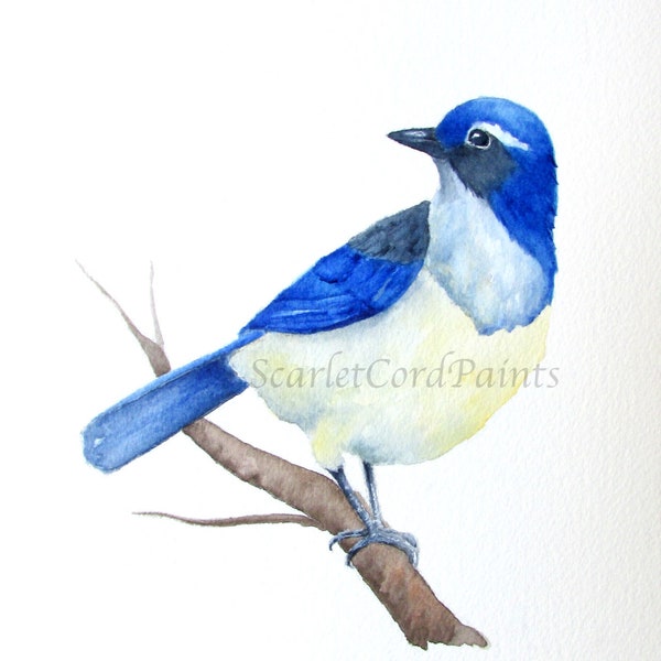 Scrub Jay Watercolor Print, 4x6, 5x7, 8x10, 11x14 Bird Painting, Blue Bird Print Illustration, Navy Blue Bird, Nature Theme