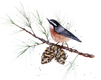 May include: A watercolor painting of a brown-breasted nuthatch perched on a pine branch with a pine cone. The bird has a black head and back with a white stripe running down its eye. The pine branch is green and brown with a brown pine cone.
