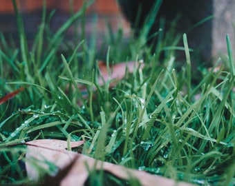 Few Dew Drops Print