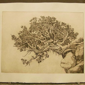 The Twisted Trunk-- large etching, sepia toned, tree, rocks.