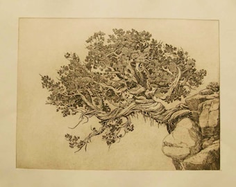 The Twisted Trunk-- large etching, sepia toned, tree, rocks.
