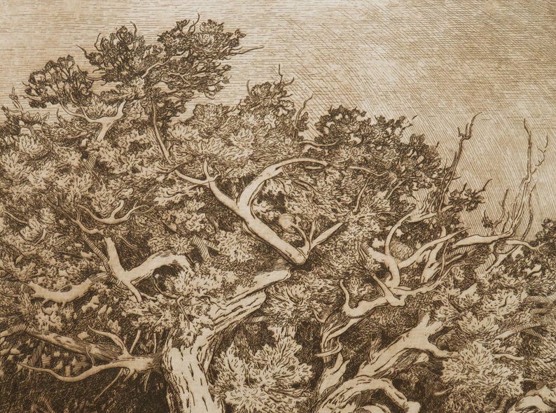 The Patriarch Large Etching, Tree, Sepia Toned. - Etsy