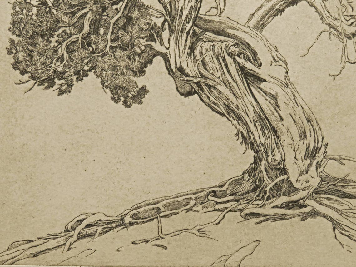 Juniper, Etching, Tree, Black and White,signed and Numbered, Limited