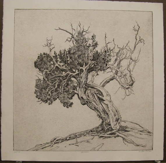 Juniper, Etching, Tree, Black and White,signed and Numbered