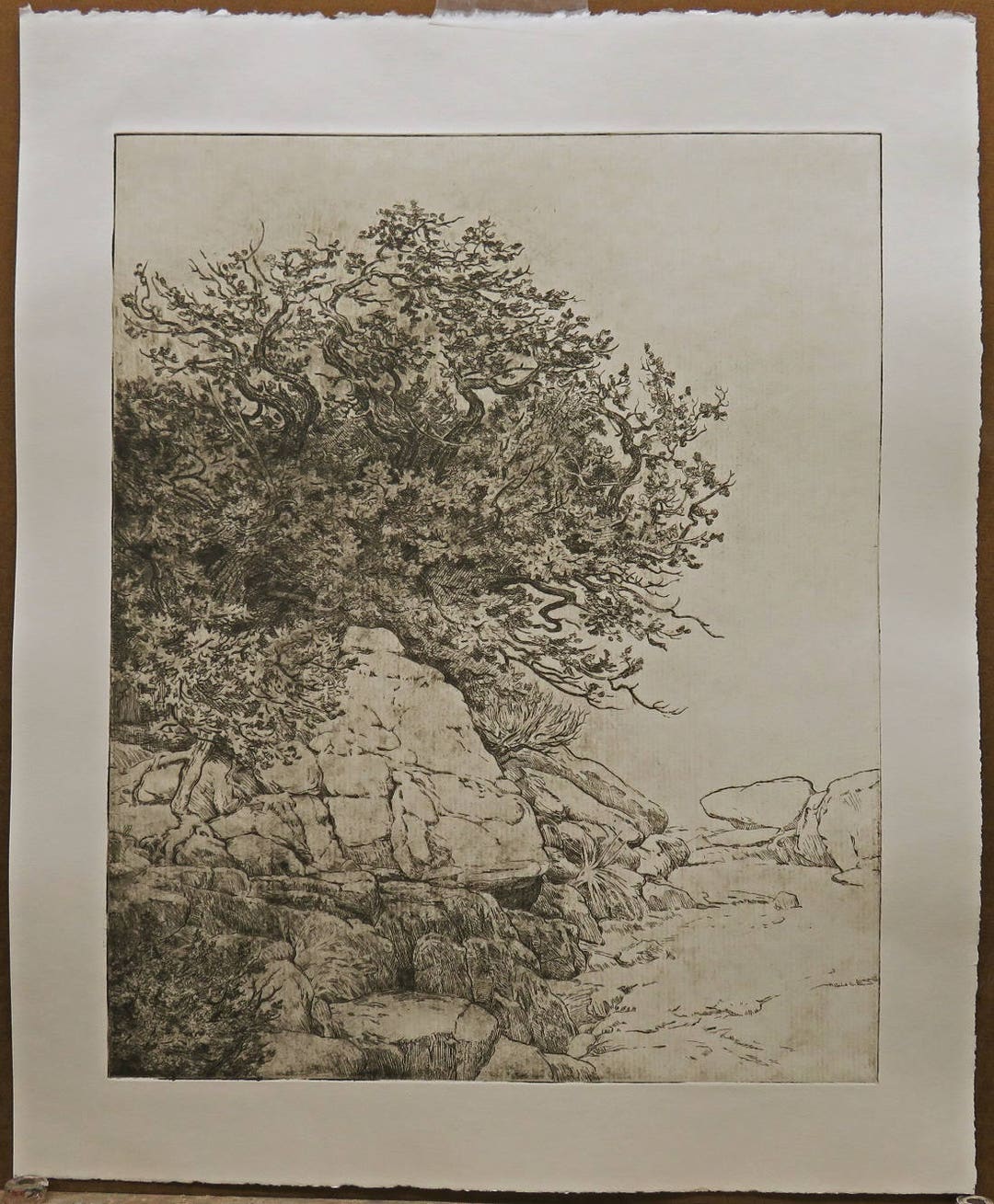 The Gambol Oak -- Etching. Oak Tree, Rocks. - Etsy