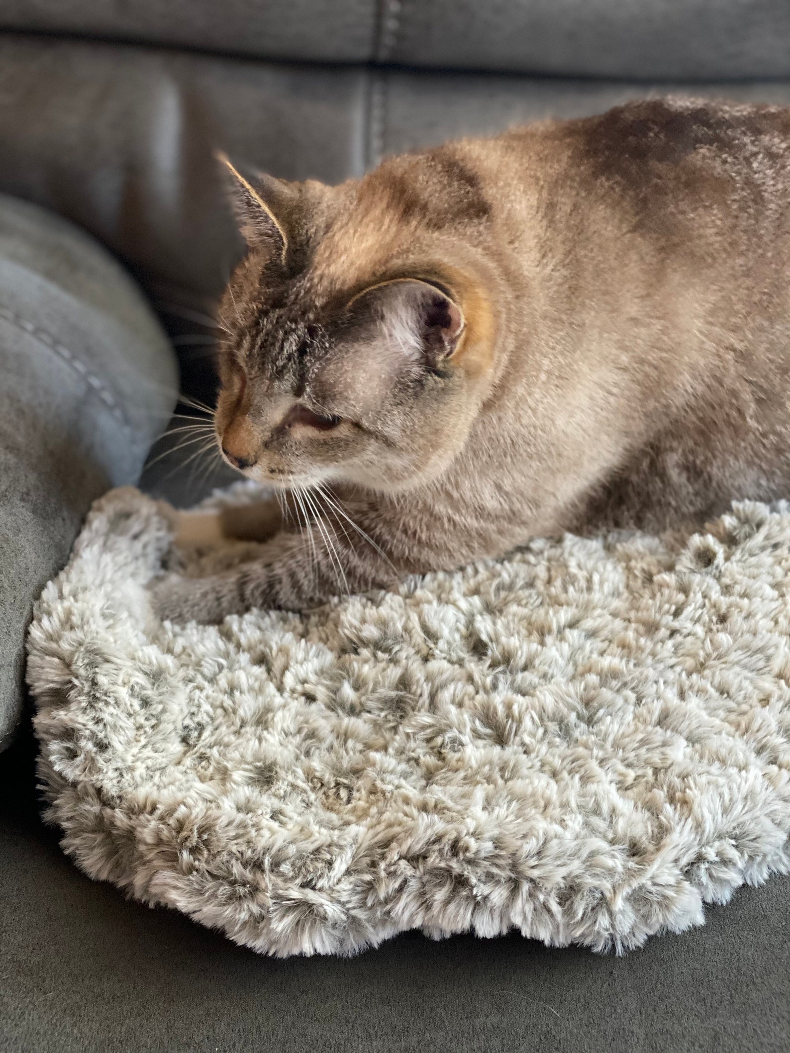 Cat Resistant Area Rug at Clifton Teague blog