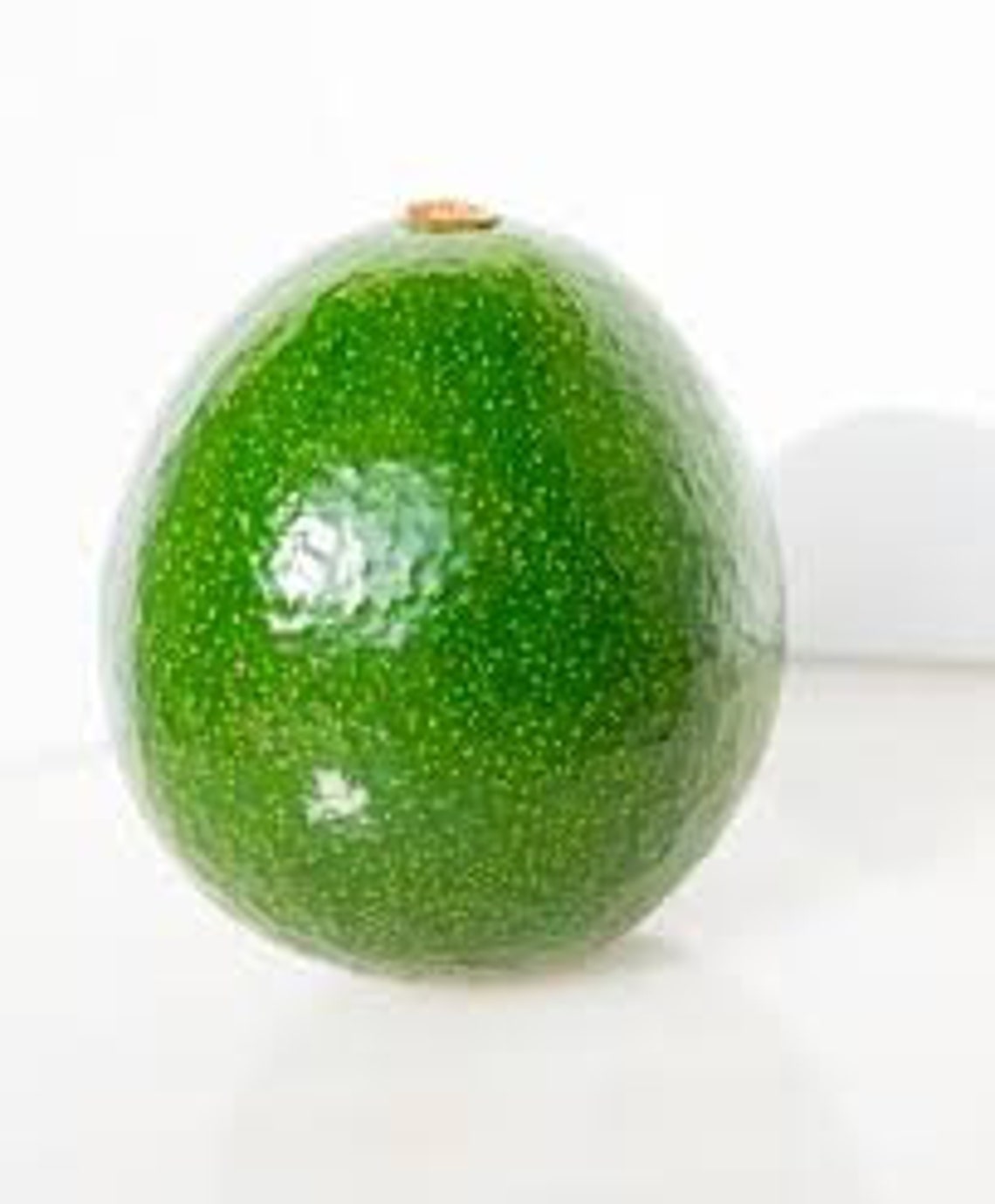 Grafted Reed Avocado Tree LIVE PLANT 3 to 4 Ft Tall Etsy