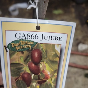 Free shipping - Jujube GA 866 - LIVE PLANT -  3 to 4ft tall 3/8 inch trunk - bareroot tree  in 3 gallon pot