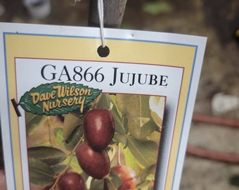 Free shipping - Jujube GA 866 - LIVE PLANT -  3 to 4ft tall 3/8 inch trunk - bareroot tree  in 3 gallon pot