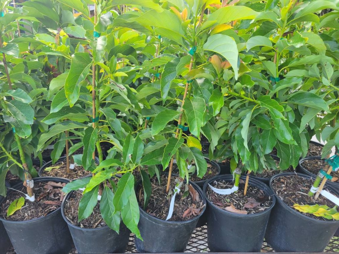 Grafted Simmonds Avocado Tree LIVE PLANT 2 to 3ft Tall - Etsy