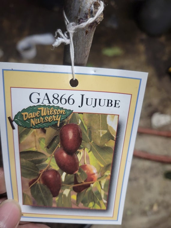 Free Shipping - Jujube GA 866 - LIVE PLANT - 4ft Tall 1/2
