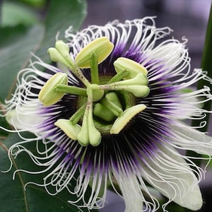 May include: A close-up of a white passion flower with a purple center and green stamen. The flower has long, thin white filaments that extend outward.
