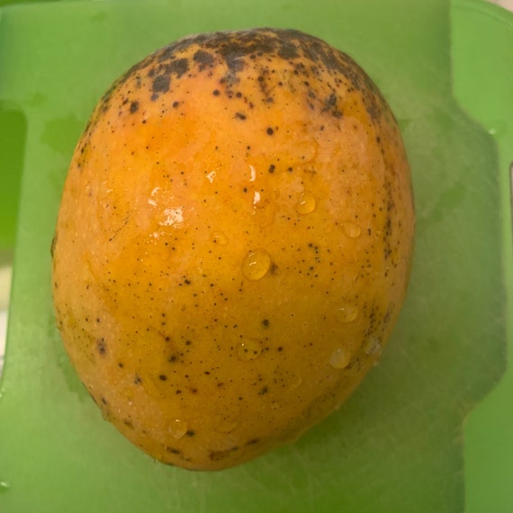 Grafted Butter Cream Mango Tree 2ft Tall Ship in 3 Gallon Etsy