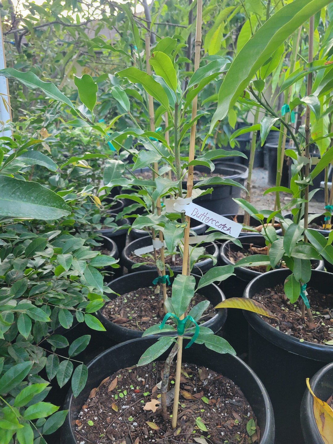 Free Shipping Grafted Butterscotch Sapodilla Tree 2ft Tall Ship in 3 ...
