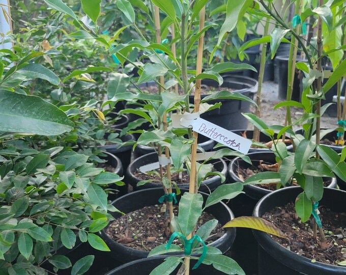 Free Shipping - Grafted Butterscotch Sapodilla Tree- 2ft Tall Ship in 3 ...