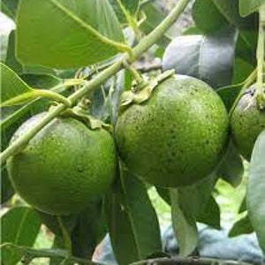 Grafted Black sapote tree - 3ft tall ship in 3 gallon pot