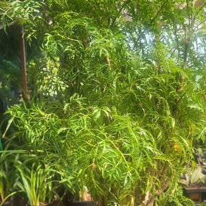 May include: A lush green plant with finely divided leaves, potted in a light green container. The plant has a dense, bushy appearance, with multiple stems emerging from the base. The plant is in a nursery setting.