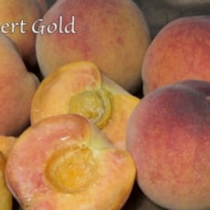 Desert gold peach - 4ft tall - 1/2 trunk inch ship in pot