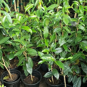 May include: A collection of young tea plants in black pots. The plants have vibrant green leaves and slender stems, with some supported by small wooden stakes. The image shows a close-up view of the plants, suggesting a nursery or garden setting.