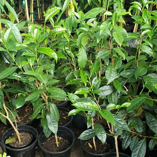 Camellia Sinensis live Tea Plant Propagated From Plants at - Etsy
