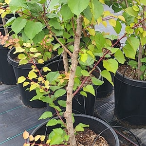 Free shipping - Grafted apricot tree big trunk 4ft tall ship in 3 gallon pot.