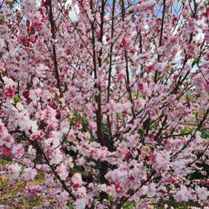 Free shipping - Peppermint flowering peach tree 3 to 4ft tall 1/2 inch trunk Ship in 3 gallon pot