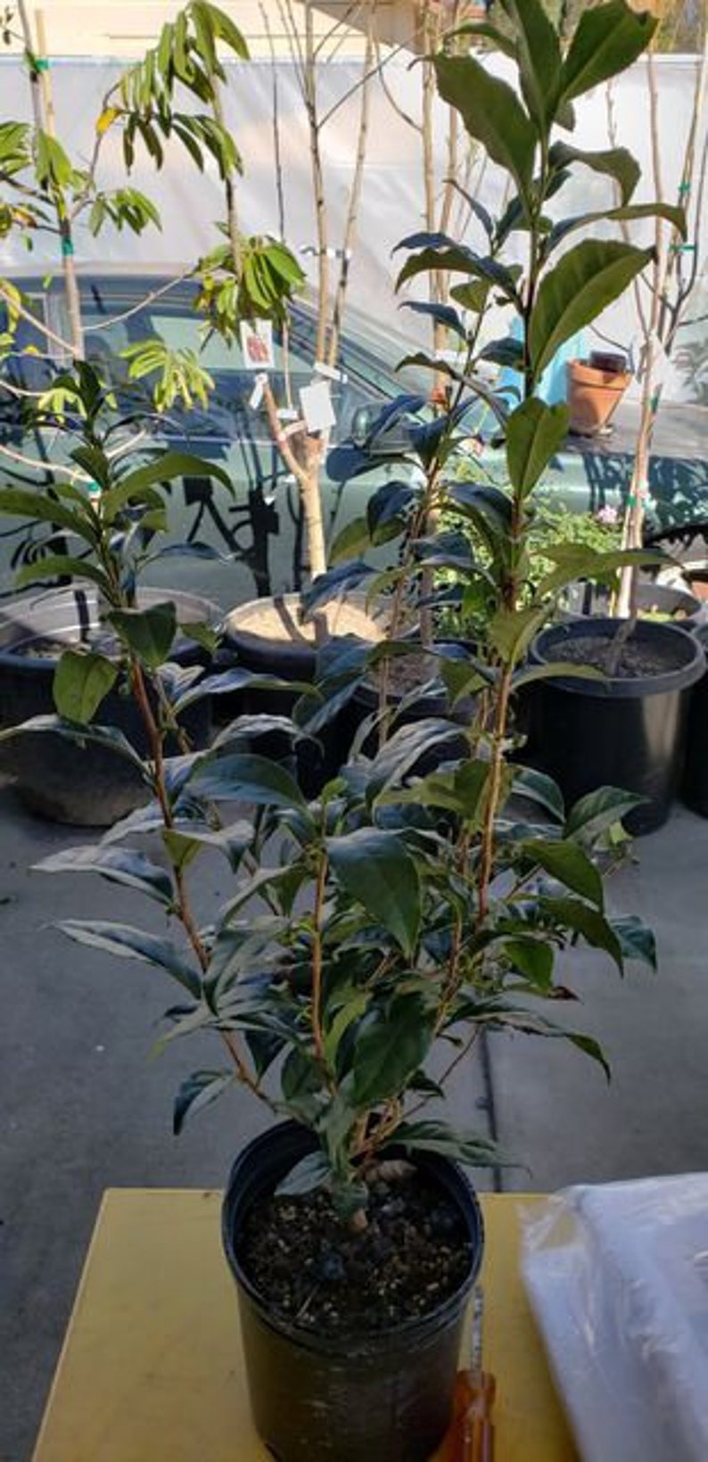 Free Shipping Green Tea Plant camellia Sinensis LIVE - Etsy