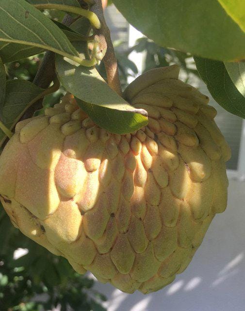 Free shipping Grafted yellow birula atemoya - live plant -  1 to 2ft tall ship in 3 gallon pot