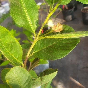 FREE SHIPPING - Airlayered thai square seedless  guava  2ft tall with flowers ship in 3 gallon pot