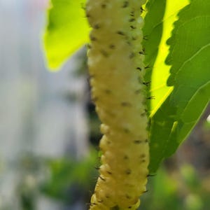 May include: Close-up of a ripe, yellow mulberry fruit hanging from a branch. The fruit has a segmented appearance with small, dark protrusions. Bright green leaves surround the fruit, with a blurred background of more foliage.