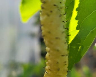 Free  shipping - white  Pakistan mulberry tree 3/4 inch trunk ship in 3 gallon pot