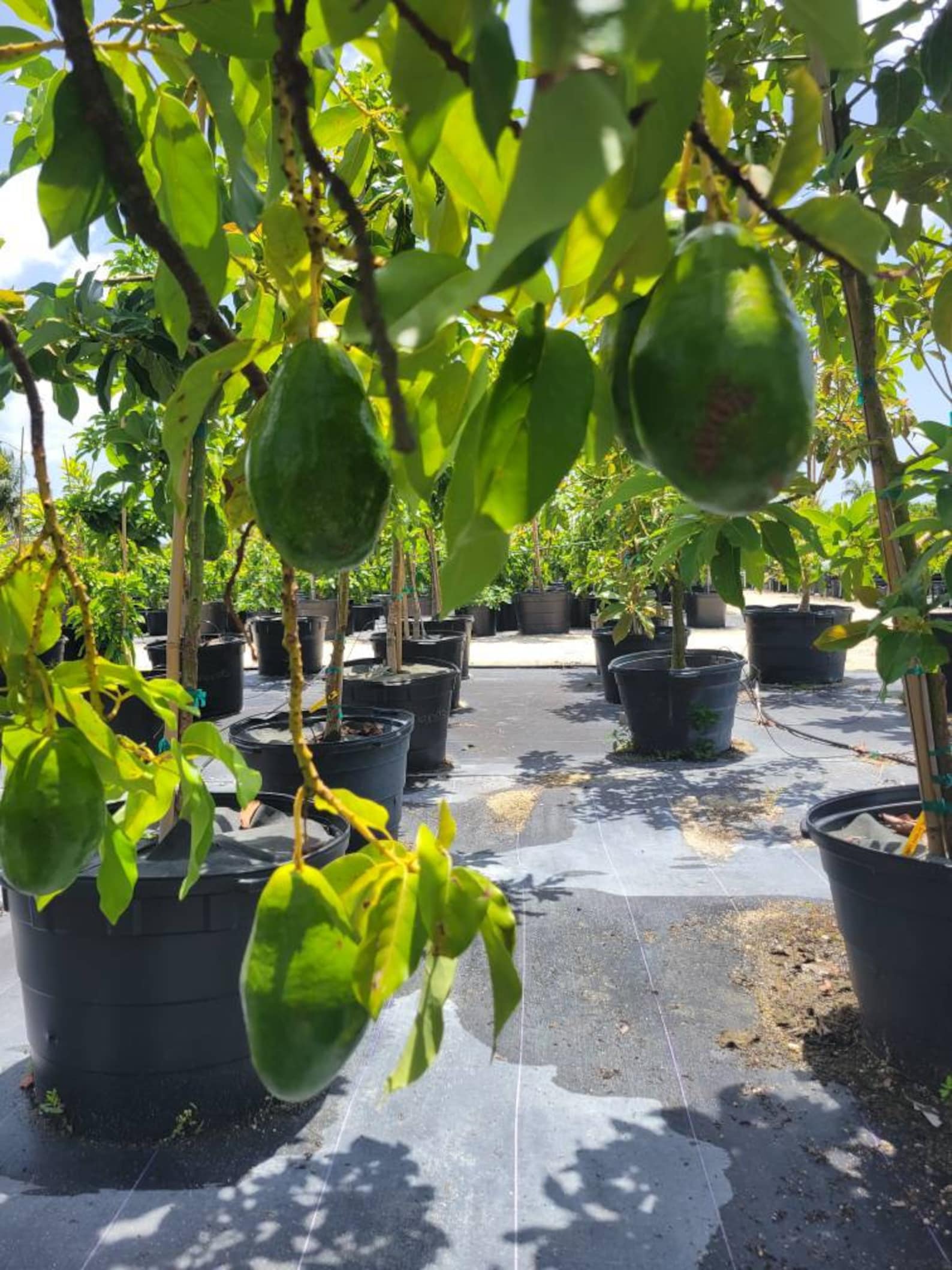 Grafted Simmonds Avocado Tree LIVE PLANT 3ft Tall Ship in - Etsy