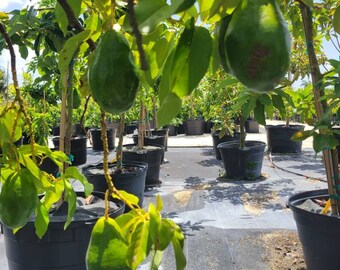 banana pot plant Banana Plant (5L): Tropical Statement Plant for Mediterranean Terraces –  Gardens of Ibiza main image 0